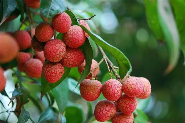 广西平乐：党建魔方“扭”金果 共富密码“酿”甜蜜