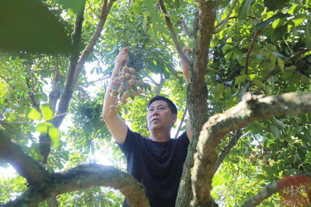 泸州龙马潭：早熟桂圆抢“鲜”上市助农增收