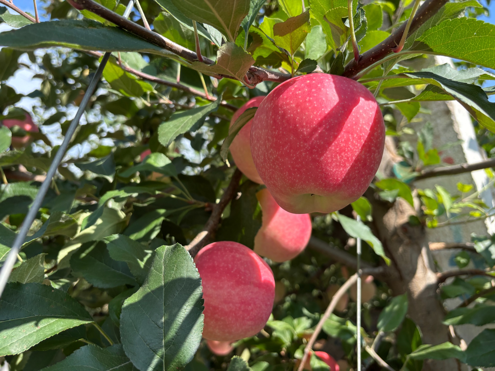甘肃灵台：早熟苹果抢“鲜”上市