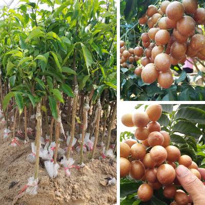 一棵荔枝树上竟结出30种荔枝广西“一树三十荔”奇观惊艳亮相！