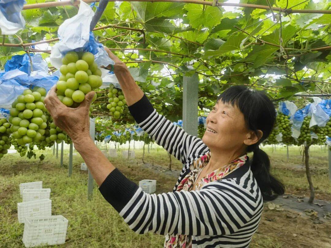 总产值破40亿！汉中特色水果大丰收→