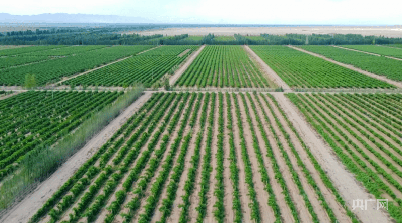 戈壁滩上酿甜蜜 万亩葡萄喜丰收