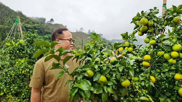 西林：金秋沙糖桔俏枝盼丰收 产业升级铺就增收路